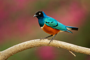 Superb Starling - Lamprotornis superbus is colorful bird of the starling family, formerly Spreo...