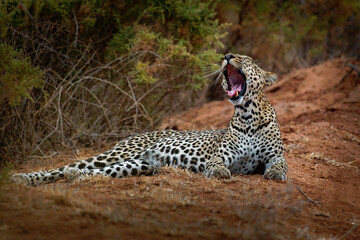 Leopard - Panthera pardus, big spotted yellow cat in Africa, genus Panthera cat family Felidae, sunset or sunrise portrait in the bush next to the dusty road in Africa, lying a nd resting, open jaws