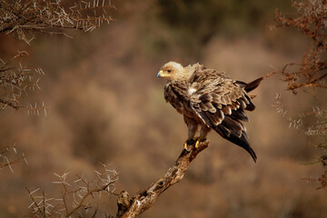 Tawny Eagle - Aquila rapax large bird of prey family Accipitridae, subfamily Aquilinae - booted eagles, African continent and Indian subcontinent,  sitting and flying away