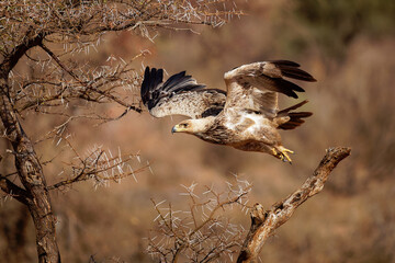 Tawny Eagle - Aquila rapax large bird of prey family Accipitridae, subfamily Aquilinae - booted eagles, African continent and Indian subcontinent,  sitting and flying away
