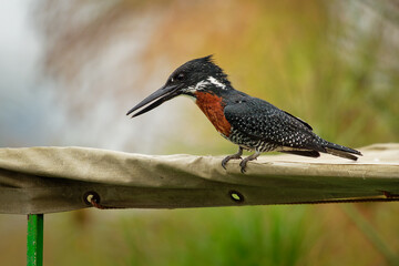 Giant Kingfisher - Megaceryle maxima  is the largest kingfisher in Africa, resident breeding bird. Orange and pied black and white color with strong bill. Fisher and hunter waiting for attack