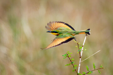Little Bee-eater - Merops pusillus a near passerine green and yellow bird species in the bee-eater family, Meropidae. They are residents in much of Sub-Saharan Africa. Flying green bird
