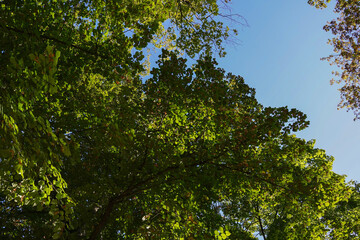 Fresh green tree canopy seen from below