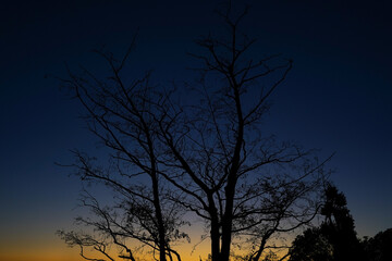 Fototapeta na wymiar The silhouette of a bare tree shortly after sunset