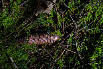 conifer cone on the forest ground