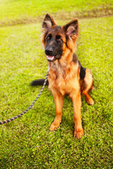 A young German shepherd dog, on a green lawn.