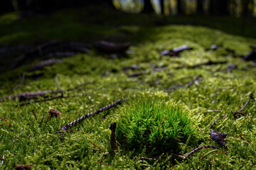 Obraz na płótnie Canvas Bright green moss on a forest ground in autumn