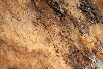 wood background. tree without bark