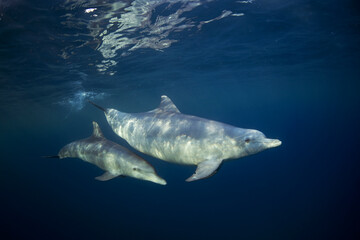 Naklejka premium Bottlenose dolphins in the group. Dolphins near the diver. Play with dolphins in Indian ocean. Marine life. 