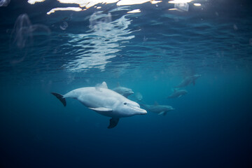 Bottlenose dolphins in the group. Dolphins near the diver. Play with dolphins in Indian ocean....