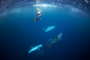 Bottlenose dolphins in the group. Dolphins near the diver. Play with dolphins in Indian ocean. Marine life.  - obrazy, fototapety, plakaty