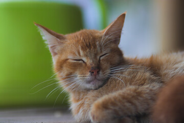 Close-up view of a sleepy yellow cat with defocus backyard background