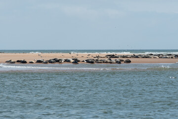 Seals at Newburgh Seal Beach near Aberdeen in Scotland. Blue water. Animals by the seaside.