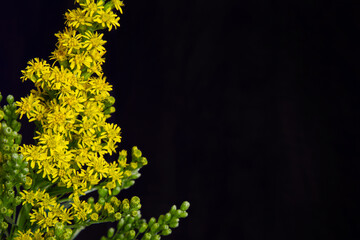 Goldenrod bouquet against a black background; Bright yellow flowers and green buds of the goldenrod plant with room for text - obrazy, fototapety, plakaty