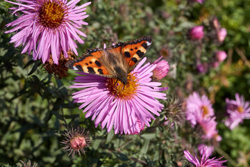 Butterfly Urticaria (lat. Aglais urticae, = Nymphalis urticae) collects nectar from flowers.