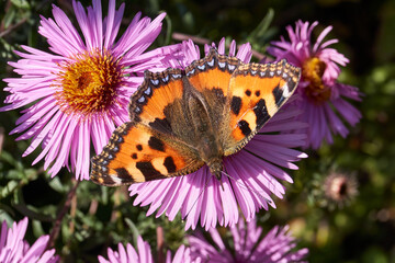 Butterfly Urticaria (lat. Aglais urticae, = Nymphalis urticae) collects nectar from flowers.