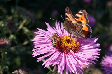 Butterfly Urticaria (lat. Aglais urticae, = Nymphalis urticae) collects nectar from flowers.