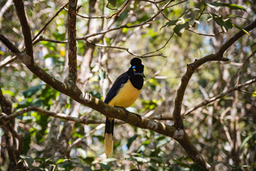 Black bird with yellow on a tree