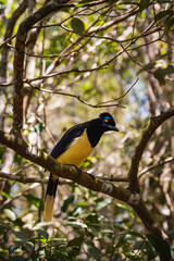 Black bird with yellow on a tree