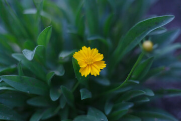 Bright yellow flower in the garden close-up