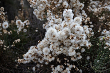 wild cotton plant