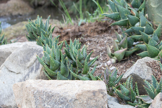 aloe vera garden