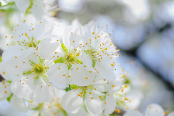 Spring plum blomssom close up