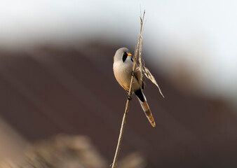 Bearded tit, Panurus biarmicus