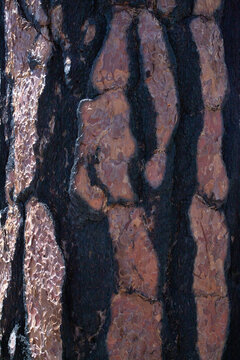 tree bark with fire scar