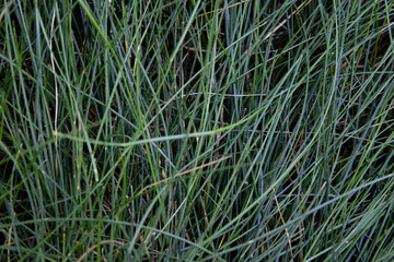 green grass background