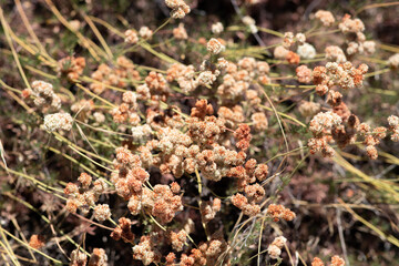 wild buckwheat in bloom