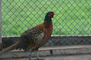 pheasant