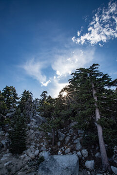 trees in the mountains sunrise