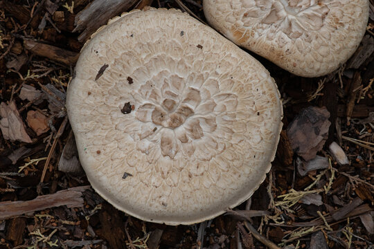 mushrooms in the forest