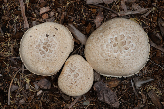 close up of mushrooms