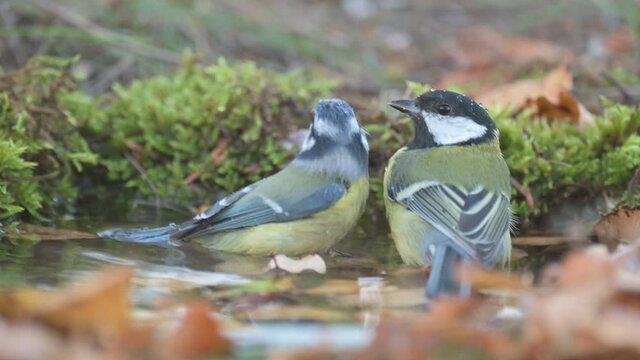 Great tit Parus major and blue tit. A birds actively moves its wings, and water drips around with a colorful bird.