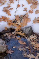 autumn leaves in mountain stream with snow