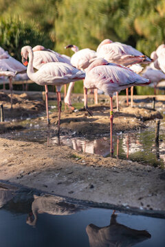 group of flamingos