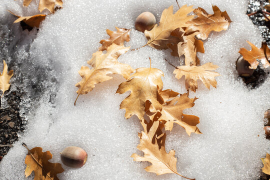 autumn leaves and acorns in snow