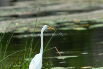 Great Egret or Great White Heron looking across the water.