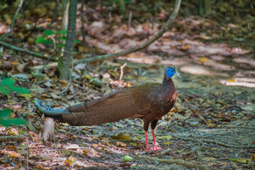 Great argus, Double-banded argus on the ground in the forest