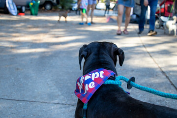 View from behind of head and shoulders of a black Labrador Retriever wearing an Adopt Me bandana. Blurred background of people and other dogs. Pet adoption event concept.