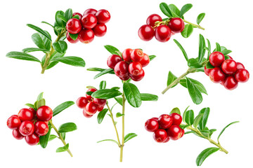 cranberry, cowberry, lingonberry, isolated on white background, clipping path, full depth of field