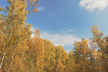 Fototapeta premium Bright sunny day in October. Forest. Birch trees. Blue sky (HDR)