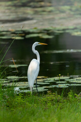 Great Egret or Great White Heron looking across the water.