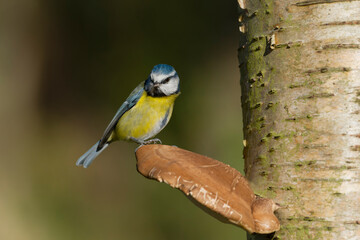 Blue tit, Cyanistes caeruleus,