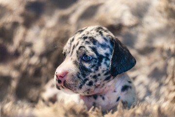 Portrait of a cute 5 weeks old great dane puppy dog