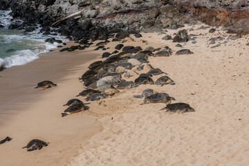 Obraz premium A large group of giant green sea turtles resting at the Hookipa Beach, Maui, Hawaii
