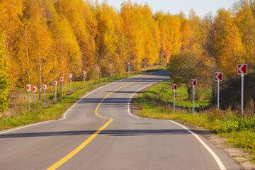 Fototapeta premium autumn landscape with yellow birches and an asphalt highway with a solid strip in the middle