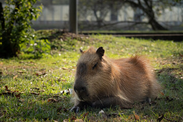 Capivara